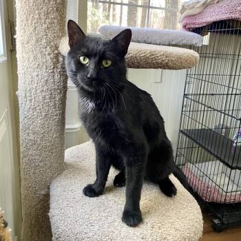 Domestic Short Hair Cats Available for Adoption - Buddy | PetCurious
