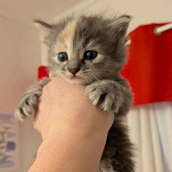 Lay -  Domestic Short Hair Cat Available for Adoption in Winchester, Virginia - Lay | PetCurious