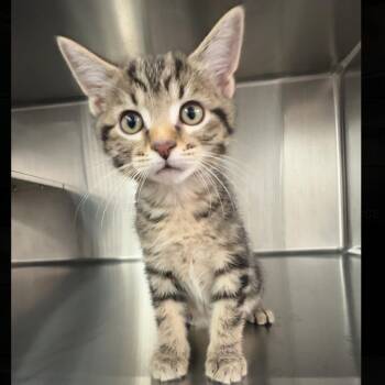 Pigeon Man -  Domestic Short Hair Cat for Adoption in Manhattan, Kansas - Pigeon Man | PetCurious