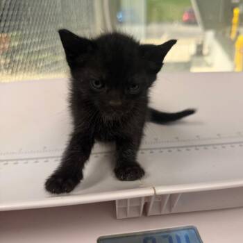 Phoebe -  Domestic Short Hair Cat for Adoption in Columbiana, Alabama - Phoebe | PetCurious