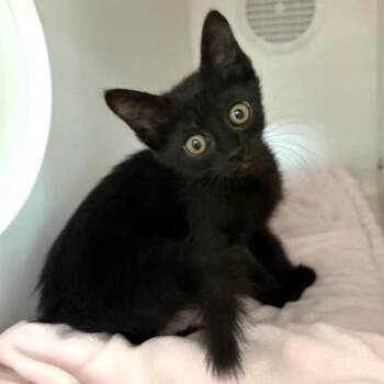 Ent -  Domestic Short Hair Cat for Adoption in Phoenix, Arizona - Ent | PetCurious