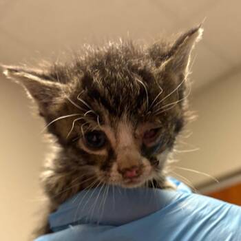 Domestic Short Hair Cats Available for Adoption in Yuma, Arizona - Arizona | PetCurious
