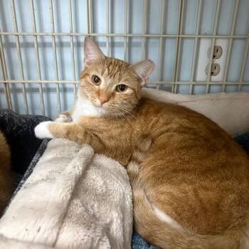 Terry -  Domestic Short Hair Cat for Adoption in Valdosta, Georgia - Terry | PetCurious