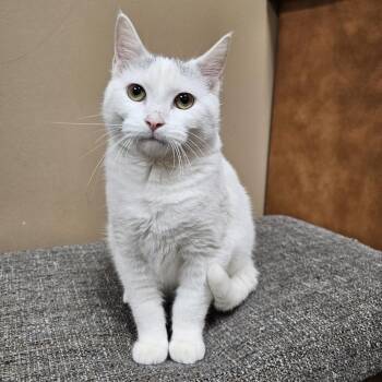 Rescue Domestic Short Hair Cats for Adoption in Omaha, Nebraska - Tobias | PetCurious