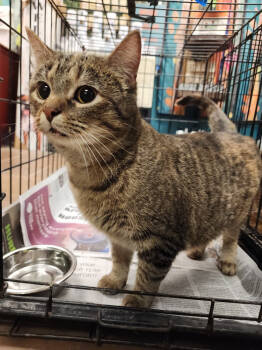 Rescue American Shorthair Cats for Adoption in Evansville, Indiana - Clover | PetCurious