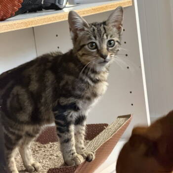 Rescue Domestic Short Hair Cats for Adoption in Candler, North Carolina - Petunia | PetCurious