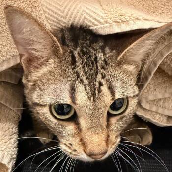 Melody (C000-258)-City of Industry Location -  Domestic Short Hair Cat for Adoption in Chino Hills, California - Melody (C000-258)-City Of Industry Location | PetCurious