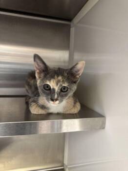 Phantasma -  Domestic Short Hair Cat for Adoption in Hilton Head Island, South Carolina - Phantasma | PetCurious