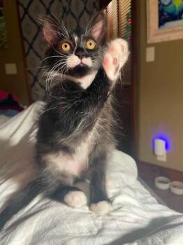 Mr. Whiskers -  Domestic Long Hair Cat for Adoption in Corpus Christi, Texas - Mr. Whiskers | PetCurious