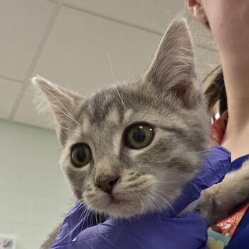 Huckleberry Pie -  Domestic Short Hair Cat for Adoption in Chattanooga, Tennessee - Huckleberry Pie | PetCurious
