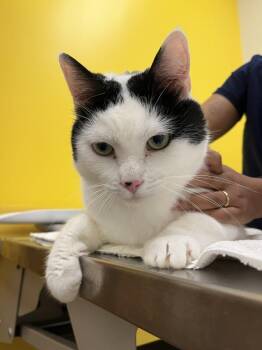 Zoolander -  Domestic Short Hair Cat for Adoption in Raleigh, North Carolina - Zoolander | PetCurious