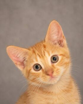 Mayra -  Tabby Cat for Adoption in Miami, Florida - Mayra | PetCurious
