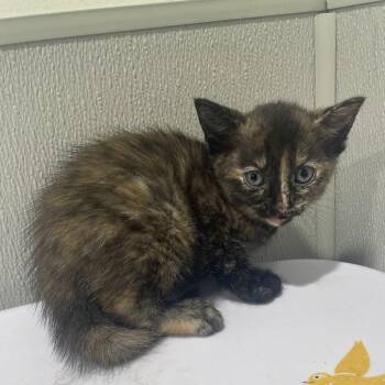 Domestic Short Hair Cats Available for Adoption in Tampa, Florida - Alice | PetCurious