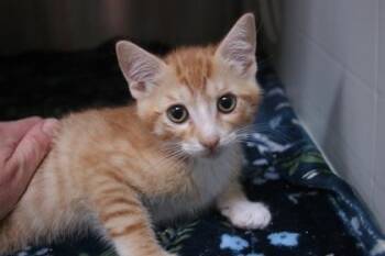 Reef -  Domestic Short Hair Cat for Adoption in Brunswick, Georgia - Reef | PetCurious