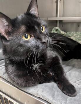 Domestic Short Hair Cats Available for Adoption - HENRY | PetCurious