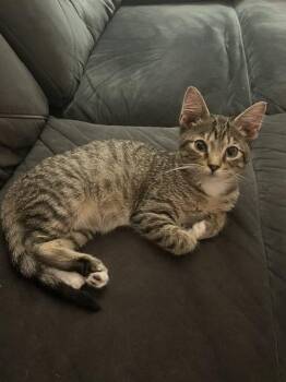 Griffin -  Domestic Short Hair Cat for Adoption in Wheaton, Illinois - Griffin | PetCurious