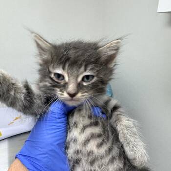 Domestic Short Hair Cats Available for Adoption - Navy | PetCurious