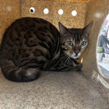 Bengal Cats Available for Adoption in Philadelphia, Pennsylvania - Stormy | PetCurious