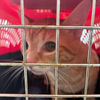 Domestic Short Hair Cats Available for Adoption in Harrisonburg, Virginia - 70977 | PetCurious