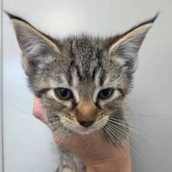Tinker -  Domestic Short Hair Cat for Adoption in Sand Springs, Oklahoma - Tinker | PetCurious