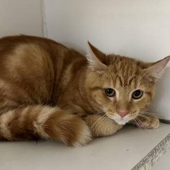 Habanero -  Domestic Short Hair Cat for Adoption in Newport, North Carolina - Habanero | PetCurious