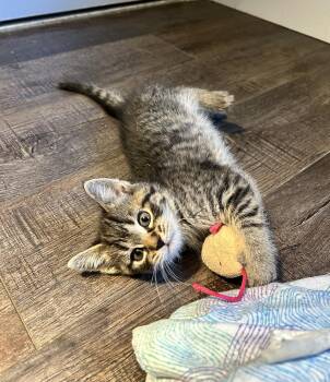 Domestic Short Hair Cats Available for Adoption in Walled Lake, Michigan - Beanie (must Be Adopted With Furbie) | PetCurious