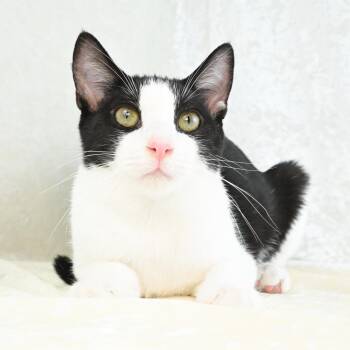Domestic Short Hair Cats Available for Adoption - Chester | PetCurious