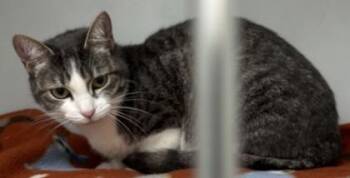 Nadia 662-26 -  Domestic Short Hair Cat for Adoption in Cumming, Georgia - Nadia 662-26 | PetCurious