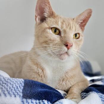 Domestic Short Hair Cats Available for Adoption in Oakland, California - Demeter | PetCurious