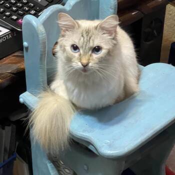 Cinderelsa -  Ragdoll Cat for Adoption in Lake Jackson, Texas - Cinderelsa | PetCurious