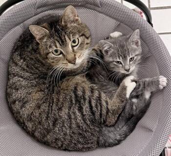 Mercy and Shires -  Tuxedo Cat for Adoption in Chicago, Illinois - Mercy And Shires | PetCurious