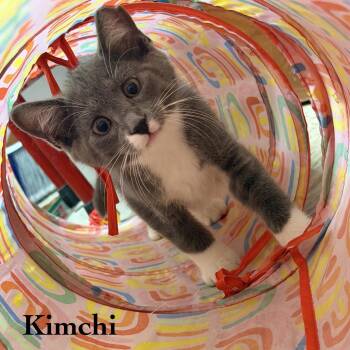 Kimchi -  Domestic Short Hair Cat for Adoption in Hazlet, New Jersey - Kimchi | PetCurious