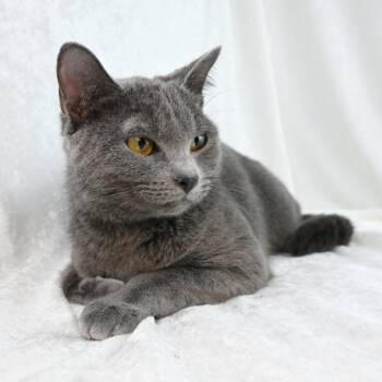 Russian Blue and Domestic Short Hair Cats Available for Adoption in Mobile, Alabama - Ziggy | PetCurious