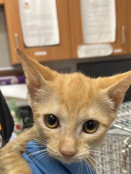 STELLAR -  Domestic Short Hair Cat for Adoption in Fort Lauderdale, Florida - STELLAR | PetCurious