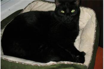 Percy -  Domestic Short Hair Cat for Adoption in Baltimore, Maryland - Percy | PetCurious