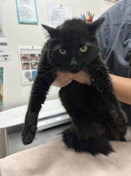 Cattywampus -  Domestic Short Hair Cat for Adoption in Sacramento, California - Cattywampus | PetCurious
