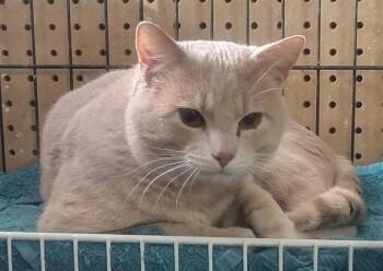 Domestic Short Hair Cats Available for Adoption - Rex | PetCurious