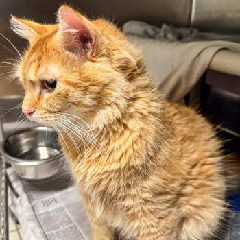 Domestic Medium Hair Cats Available for Adoption in Kennebunk, Maine - Daniel | PetCurious