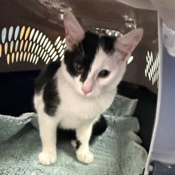 Miss Frizzles -  Domestic Medium Hair Cat for Adoption in Charleston, West Virginia - Miss Frizzles | PetCurious