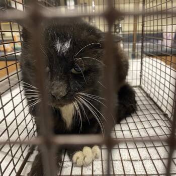 A614633 -  Domestic Short Hair Cat for Adoption in Modesto, California - A614633 | PetCurious