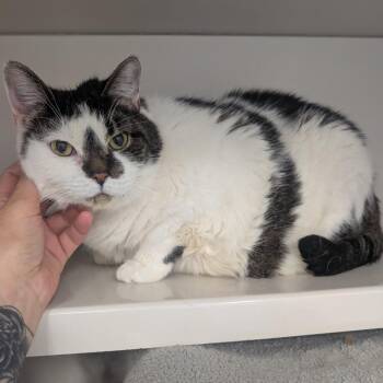 Domestic Short Hair Cats Available for Adoption - Lizzie | PetCurious