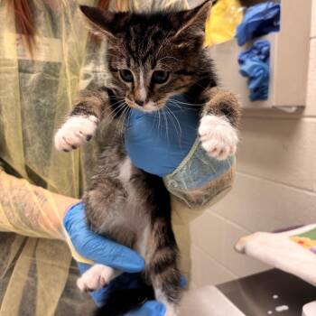 Mittens -  Domestic Short Hair Cat for Adoption in Murray, Utah - Mittens | PetCurious
