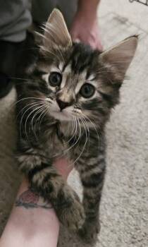 *BG -  Domestic Long Hair Cat for Adoption in Woodland, California - *BG | PetCurious