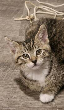 Socks -  Tabby and Domestic Short Hair Cat for Adoption in Campbell, California - Socks | PetCurious