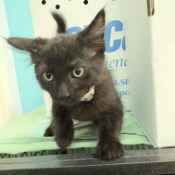 Jessie -  Domestic Medium Hair Cat for Adoption in Hawthorne, California - Jessie | PetCurious