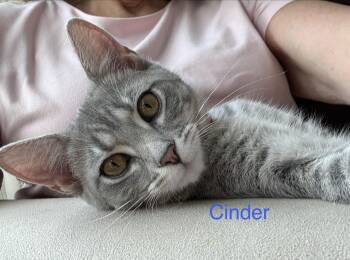 Cinder -  Domestic Short Hair Cat for Adoption in Cincinnati, Ohio - Cinder | PetCurious