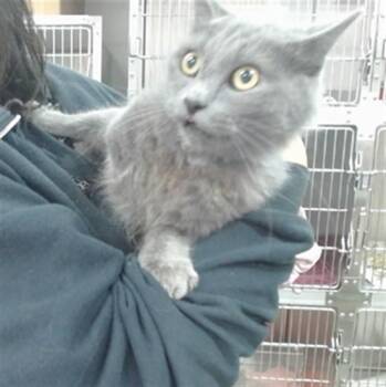 MOON -  Domestic Short Hair Cat for Adoption in Salinas, California - MOON | PetCurious