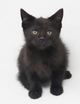 Rescue Ragdoll and Bombay Cats for Adoption in Bedford Hills, New York - Boo Is Baby Brilliance!  Teeny Tiny Floofy Runt! | PetCurious