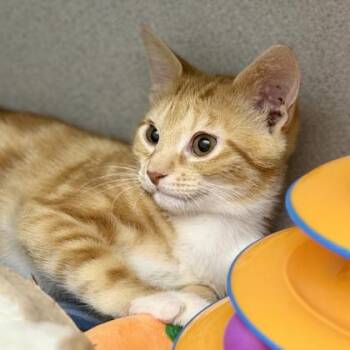 Wink -  Domestic Short Hair Cat for Adoption in Atlanta, Georgia - Wink | PetCurious