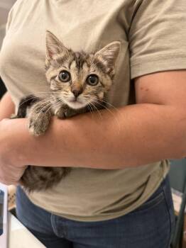 Squatter (available for pre-adoption) -  Domestic Short Hair Cat for Adoption in Camden, South Carolina - Squatter (available For Pre-adoption) | PetCurious